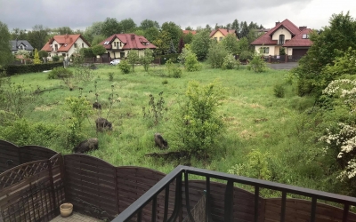 Dziki terroryzują mieszkańców, miasto umywa ręce Dziki terroryzują mieszkańców, miasto umywa ręce